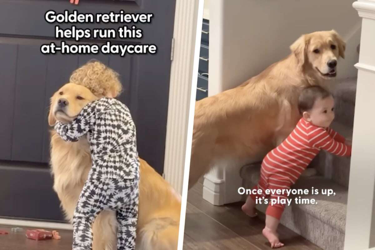 Wie diese Golden-Retriever-Dame mit den Kindern in eigener Kita spielt, erwärmt alle Herzen