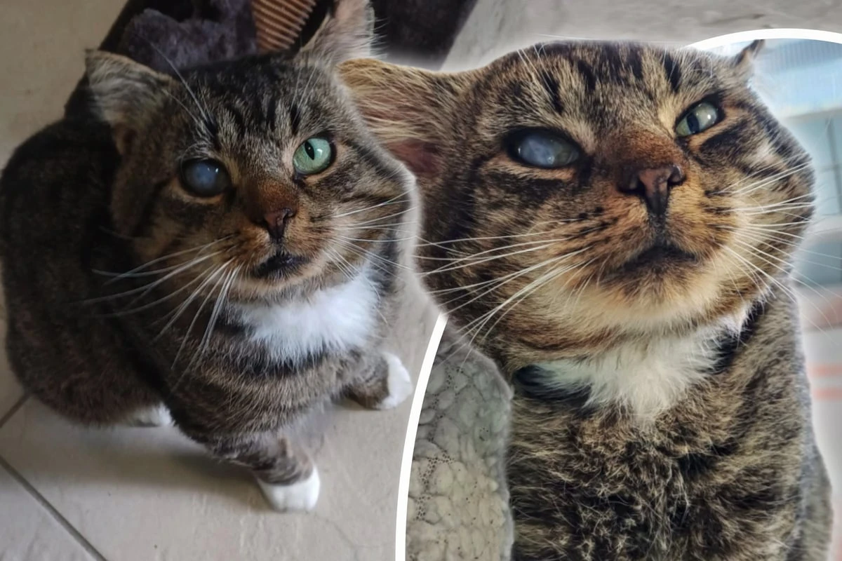 Ein Gesicht mit Geschichte: Kuschelkater Bob will endlich geliebt werden