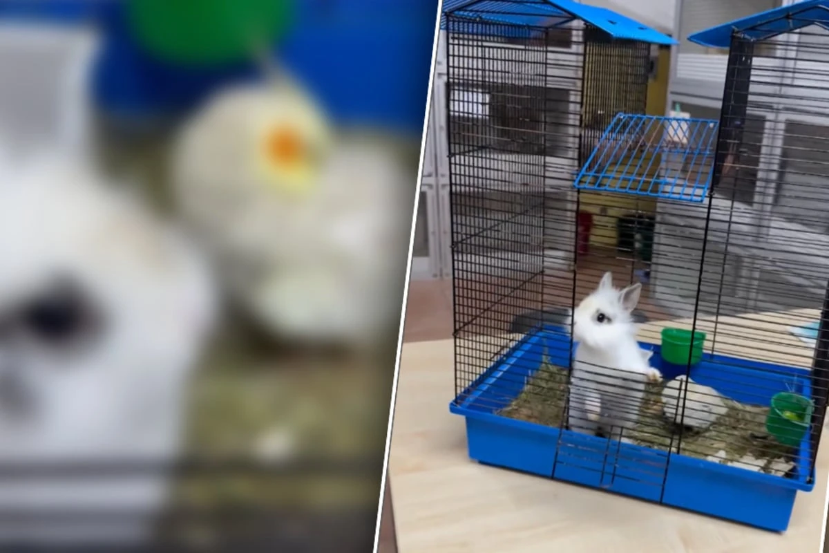 Als diese Neuankömmlinge im Tierheim eintreffen, sind nicht nur die Mitarbeiter fassungslos