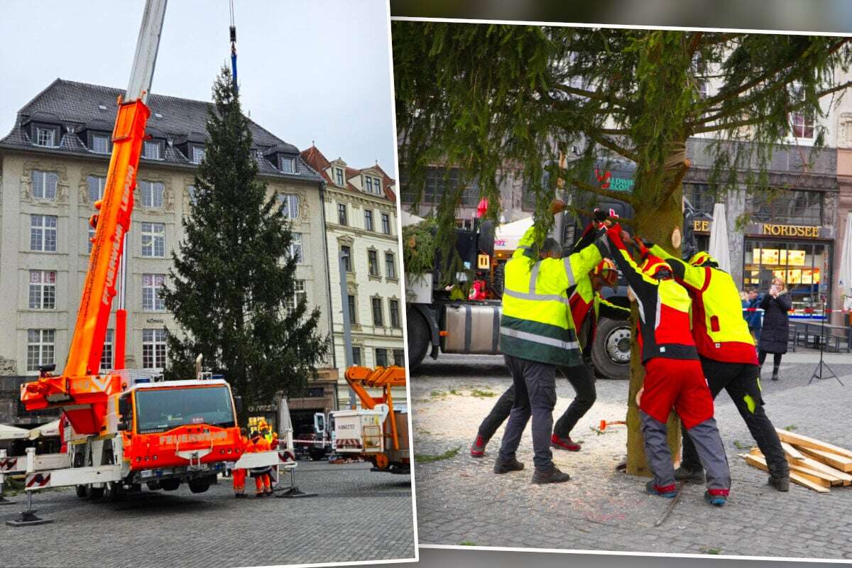 Es weihnachtet sehr: Vier Tonnen schwerer Christbaum am Markt aufgestellt!