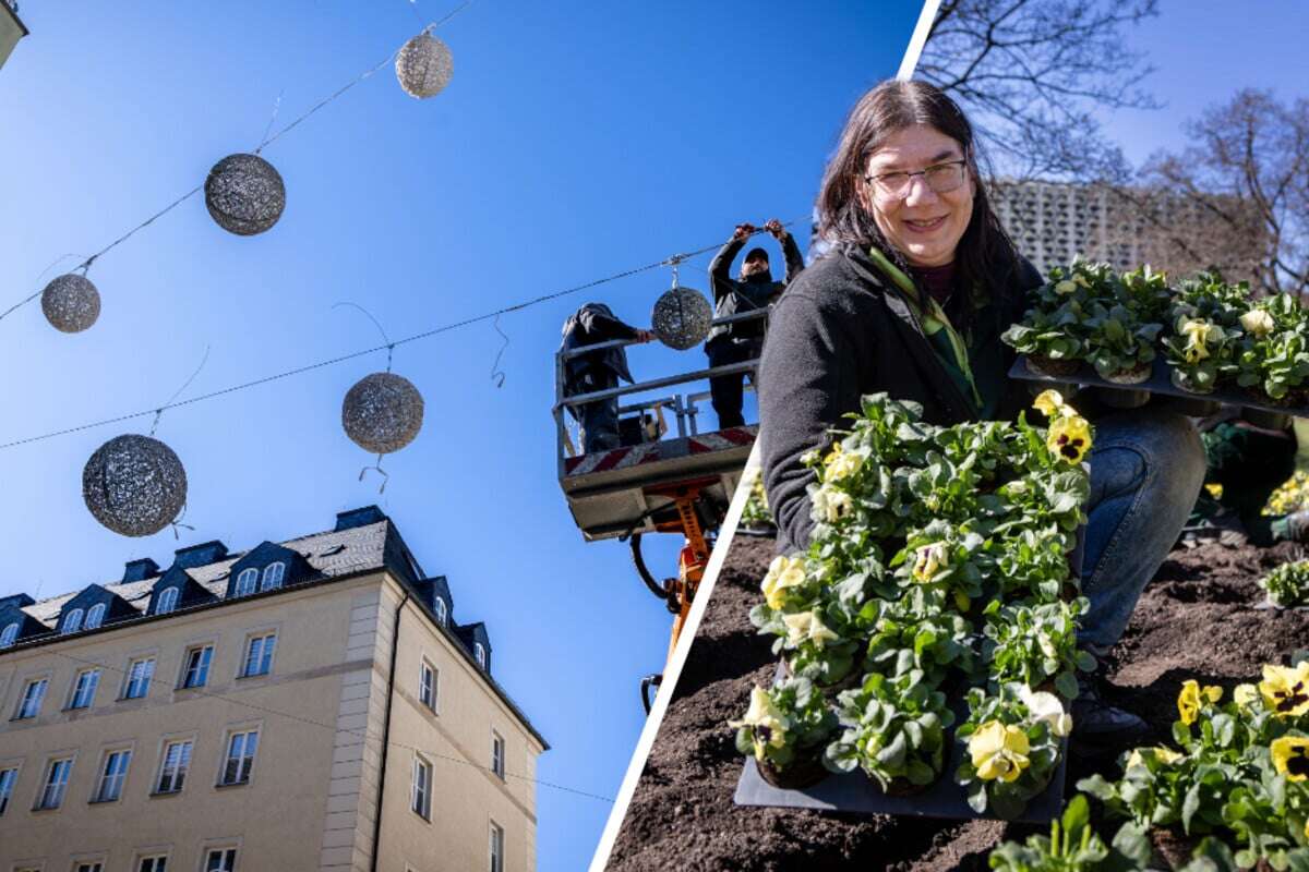 Der Frühling kann kommen: Chemnitz hübscht die City auf