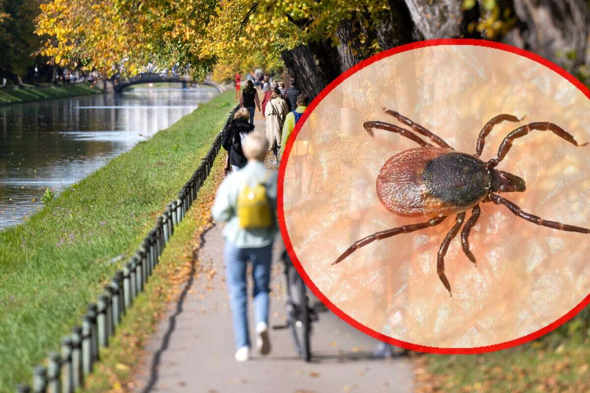 Zecken-Alarm! Münchner Blutsauger ziehen sich im Winter nicht mehr zurück