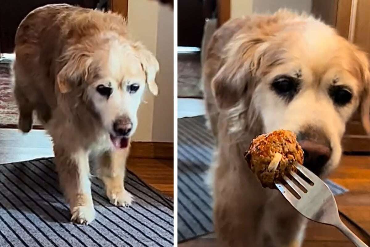 Wie dieser Golden-Retriever-Opa zu seinem Leckerli hoppelt, ist einfach zuckersüß