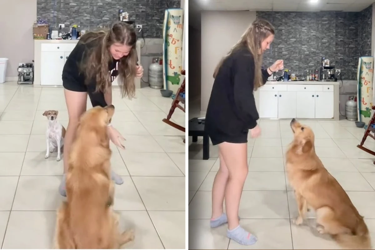 Frau filmt sich beim Training mit Golden Retriever: Als sie sich das Video anschaut, muss sie fast weinen