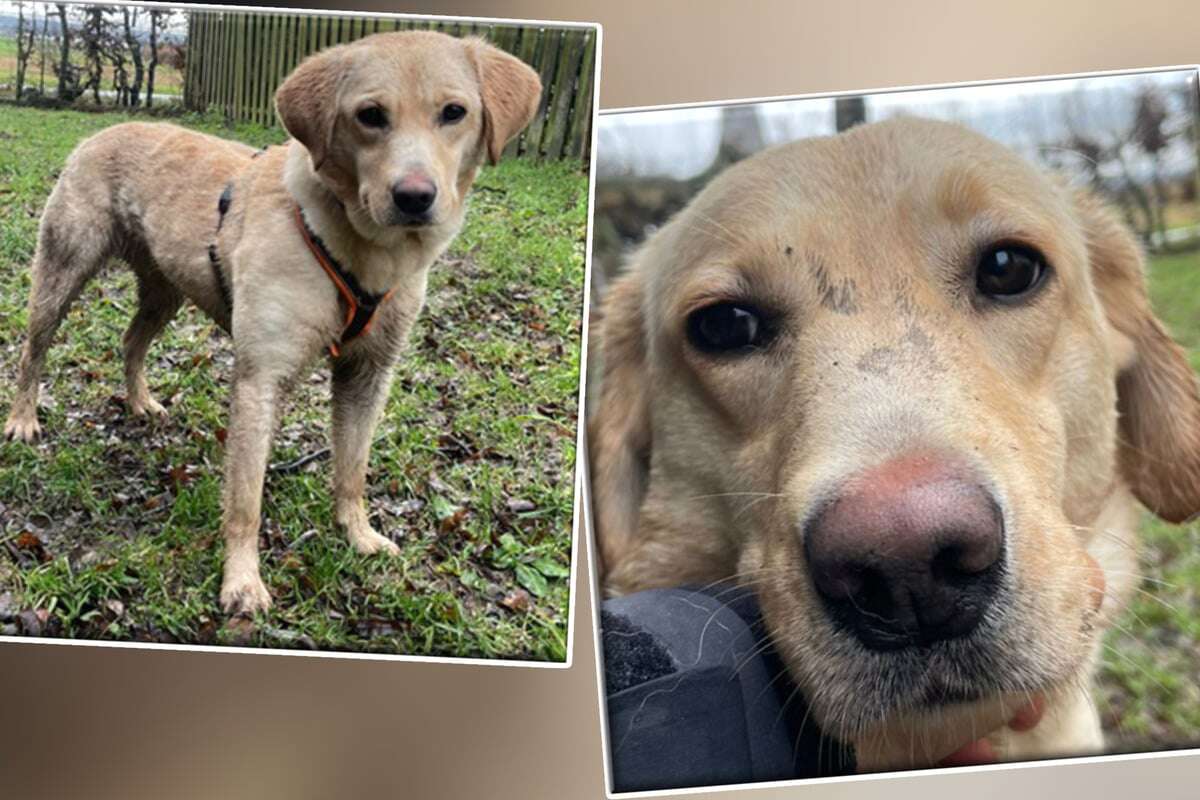 Ängstlicher Labrador muss gewaltige Trauer überwinden: Findet Amy ihr Glück?