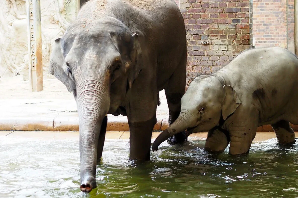 Ärger bei Leipziger Elefanten: Mutter und Tochter müssen Zoo verlassen