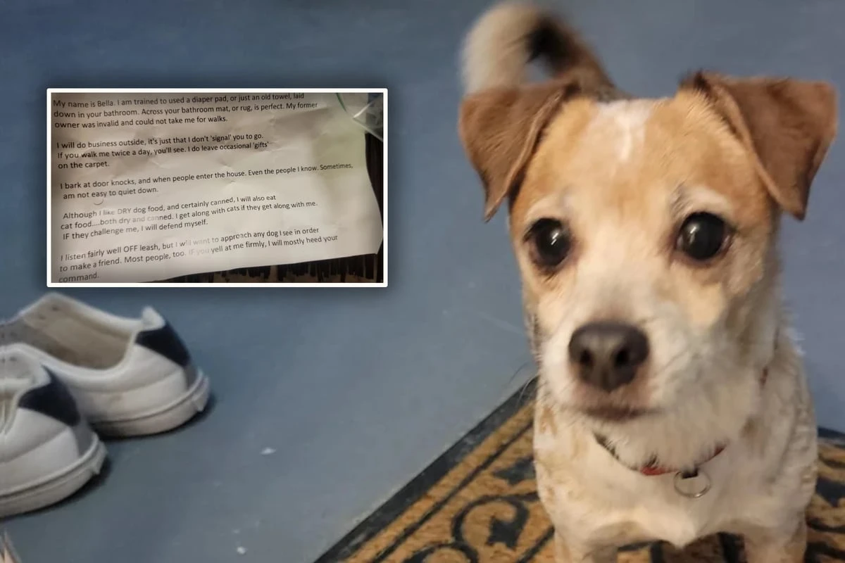 Paar findet Hund mit Zettel: Was darin steht, bricht beiden das Herz