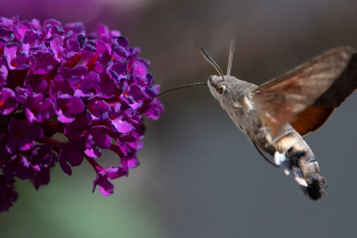 Halb Kolibri, halb Schmetterling? Kurioses Tier rückt in den Fokus der Forscher