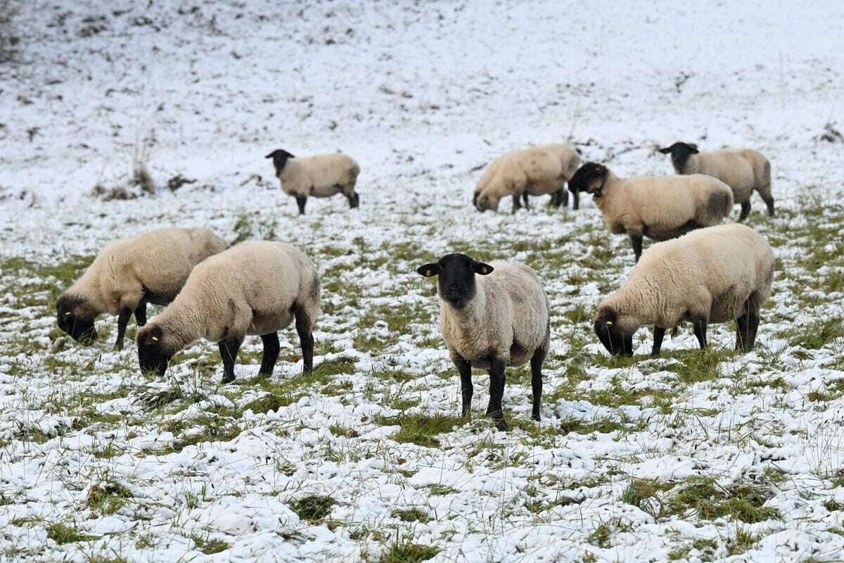 Unzählige tote Schafe in Magdeburg: Ließ die Halterin ihre Tiere verhungern?