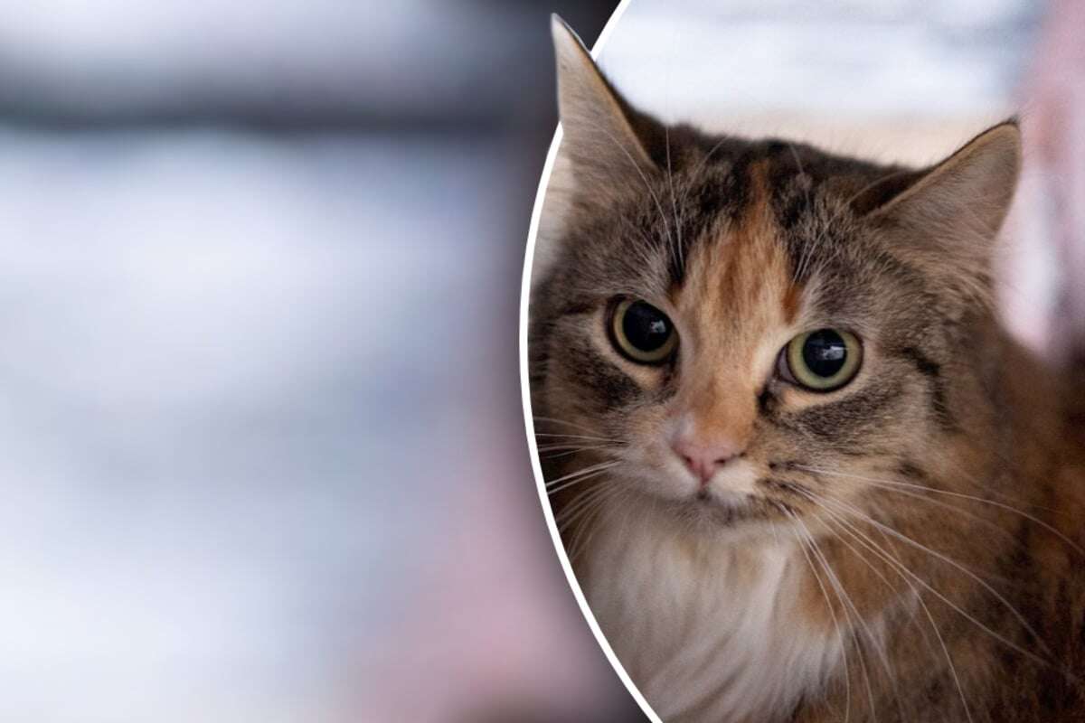 Sensible Katze sucht einfühlsame Menschen: Stella ist etwas Besonderes