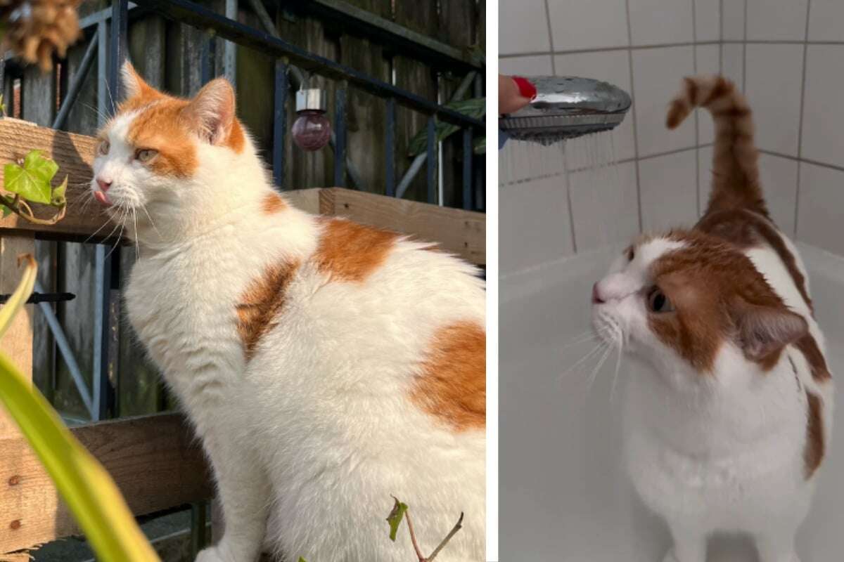 Frau adoptiert Katze und ist überrascht, als sie die Vorliebe ihres Tieres herausfindet