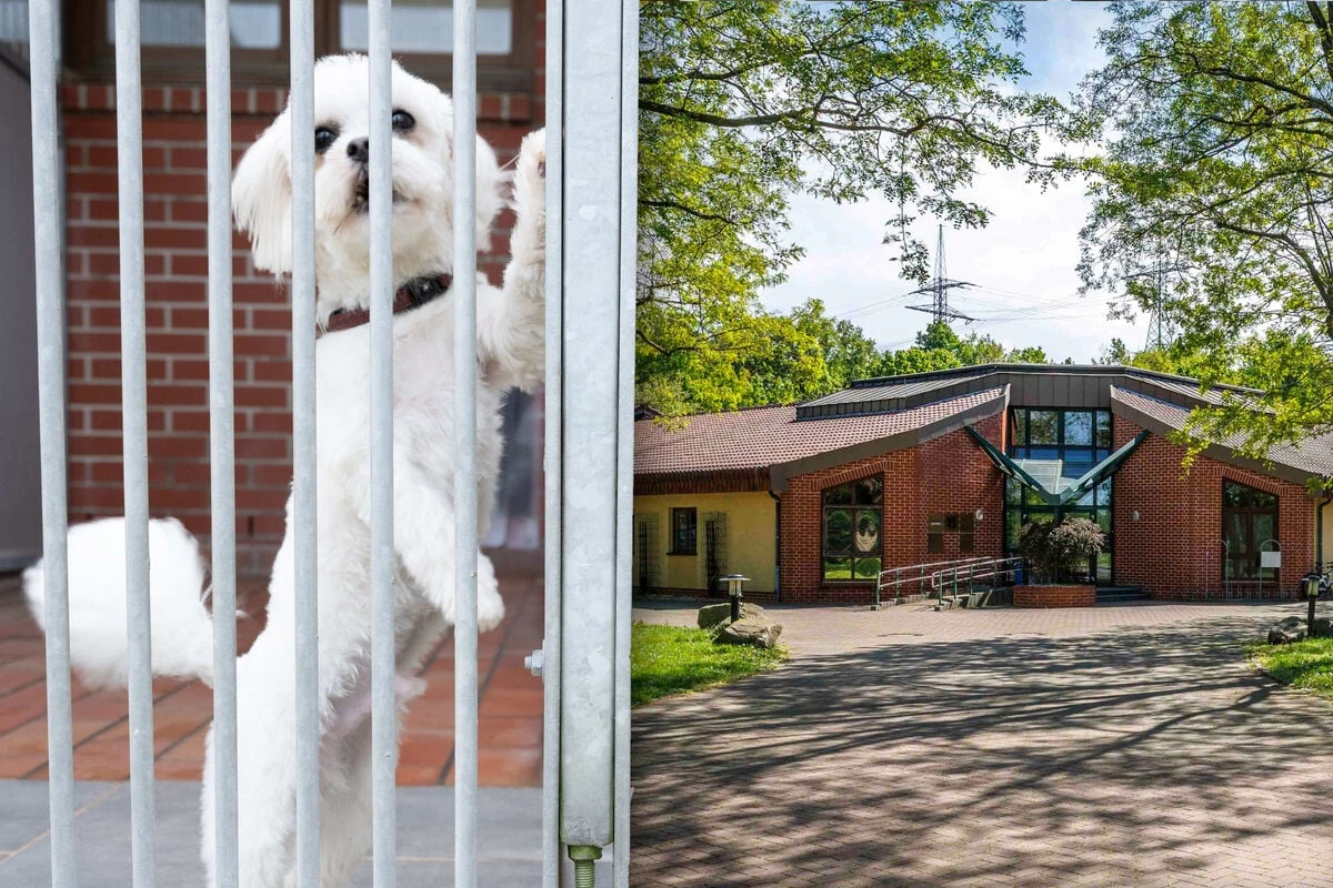 Nur für Zweibeiner: Tierheim in Dresden öffnet seine Türen