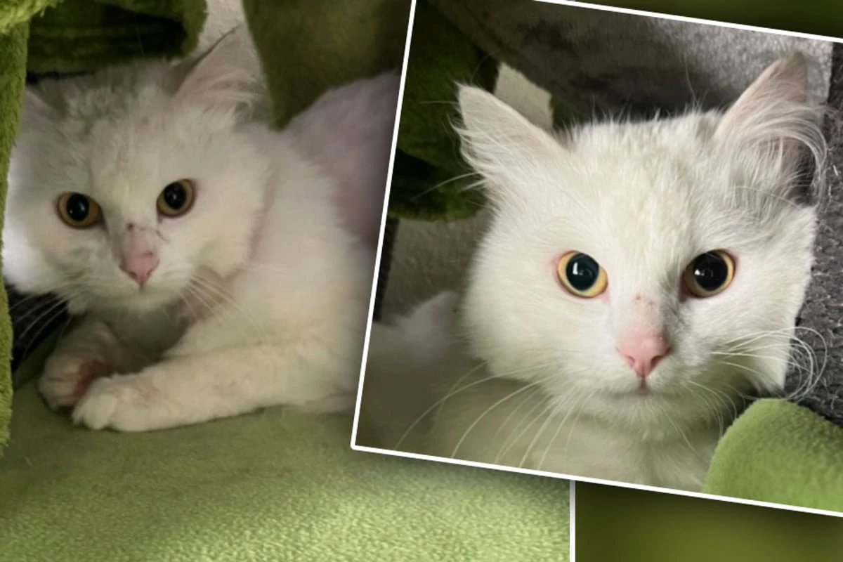 Schneeweißer Kater streift ganz allein umher: Tierretter haben sofort einen Verdacht