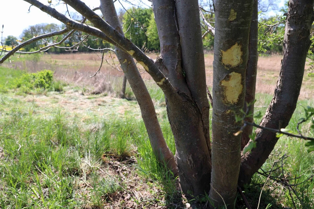 Zwölfjähriger kracht mit Motorrad gegen Baum und stirbt