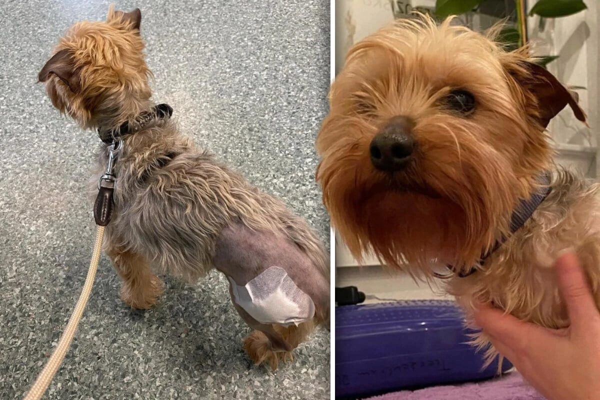 Hund macht in nur einer Woche enorme Verwandlung durch: 