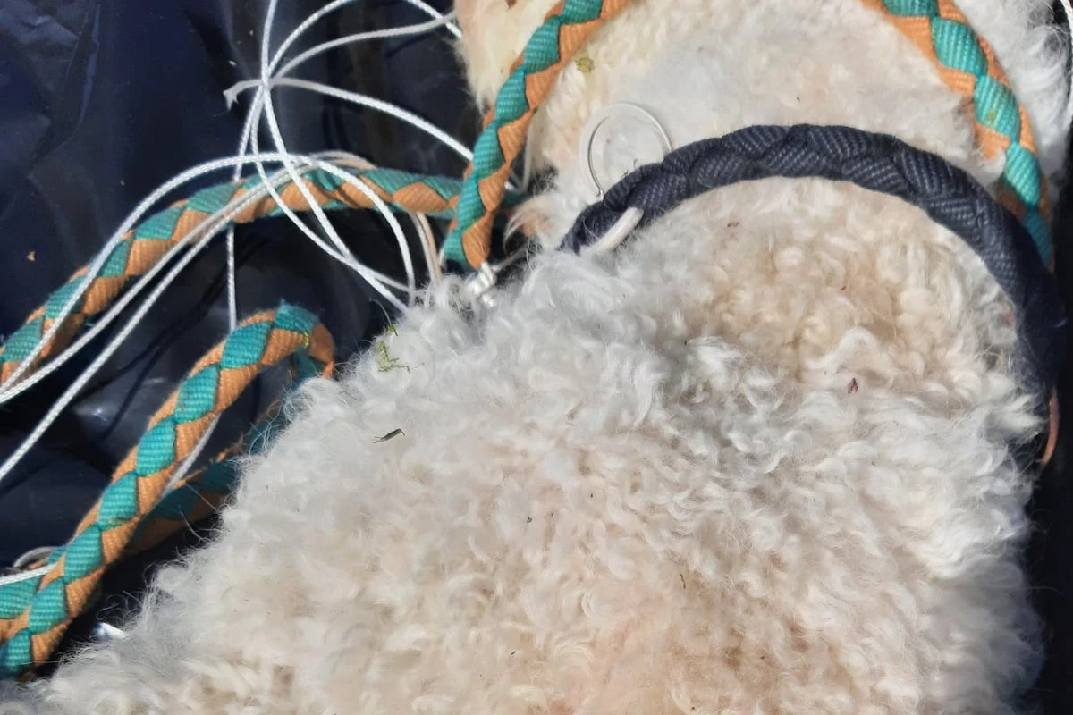 Hund in Wald erhängt! Polizei sucht nach Zeugen der scheußlichen Tat