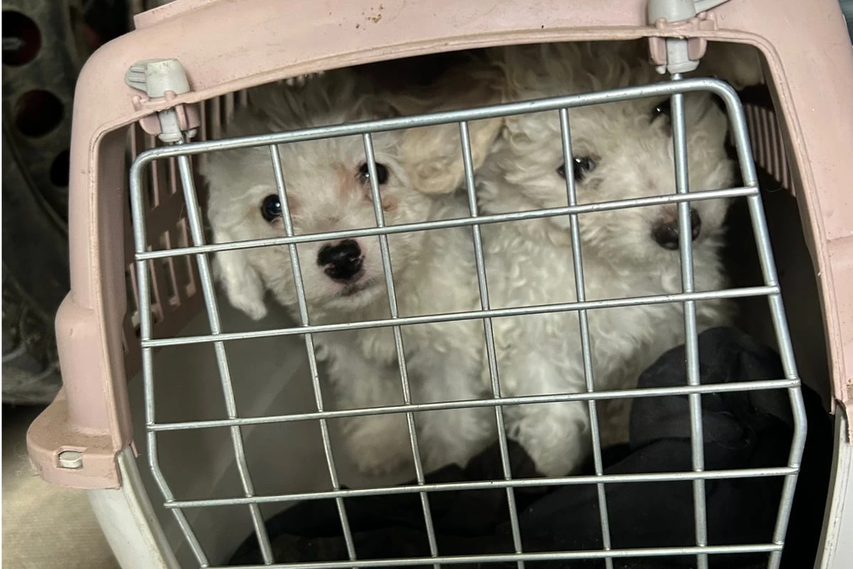 Welpen-Schmuggel gestoppt: Malteser-Babys in Mini-Boxen zusammengepfercht