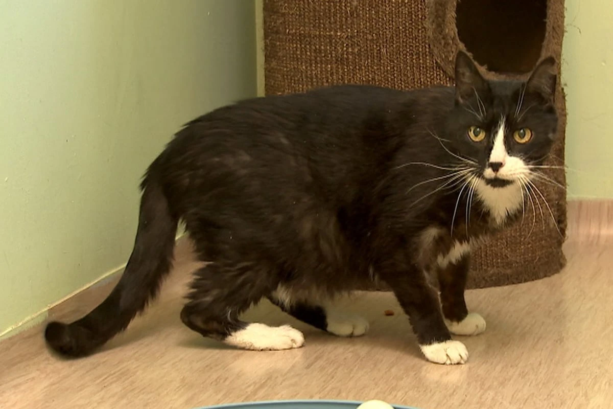 Nach zwölf Jahren zurück ins Heim: Kater Piko sucht ein neues Zuhause