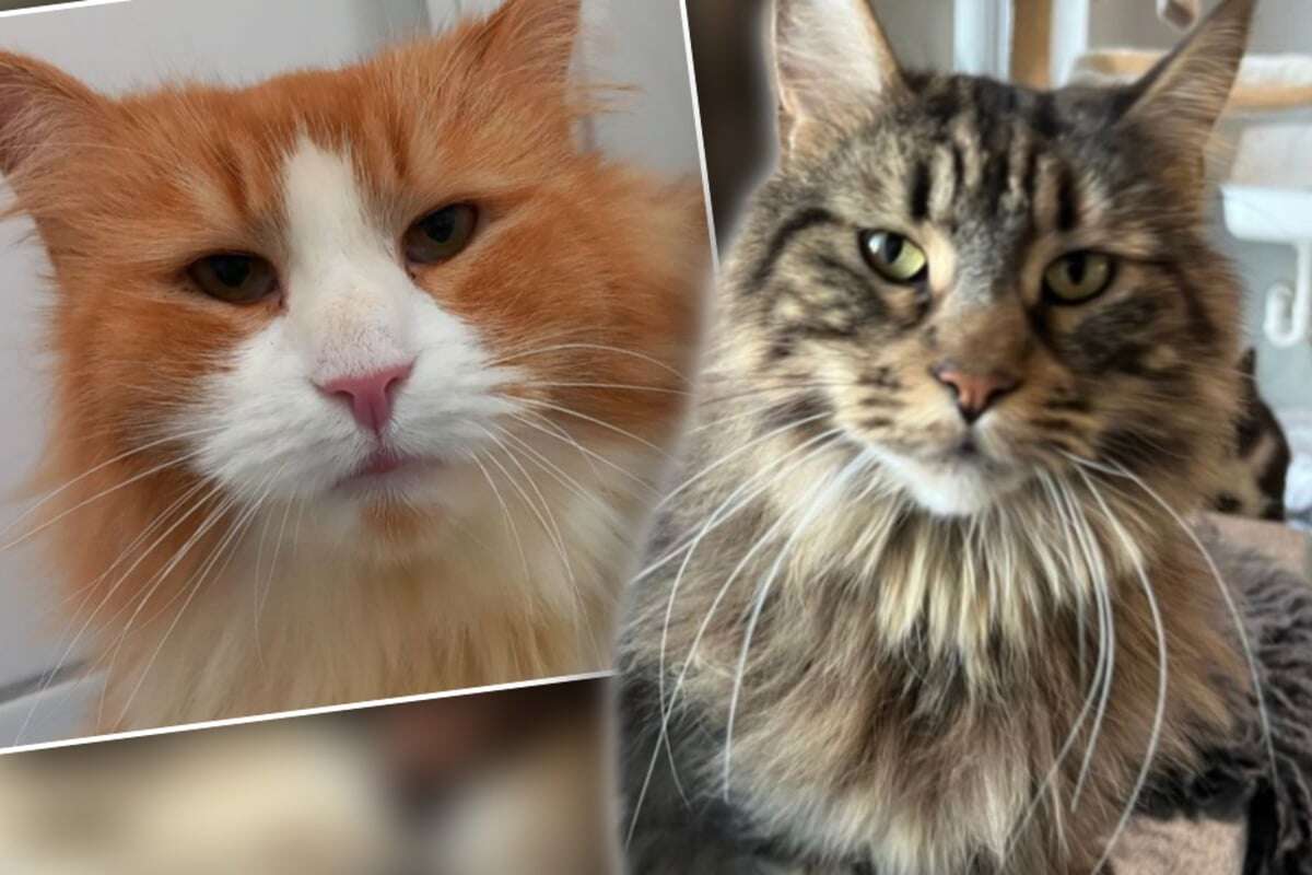 Diese zutraulichen Katzen haben eine ganz spezielle Vorliebe