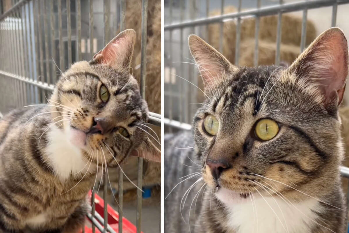 Kater Sheldon kommt doppelt aus Vermittlung zurück, Tierheim fällt krasses Urteil!