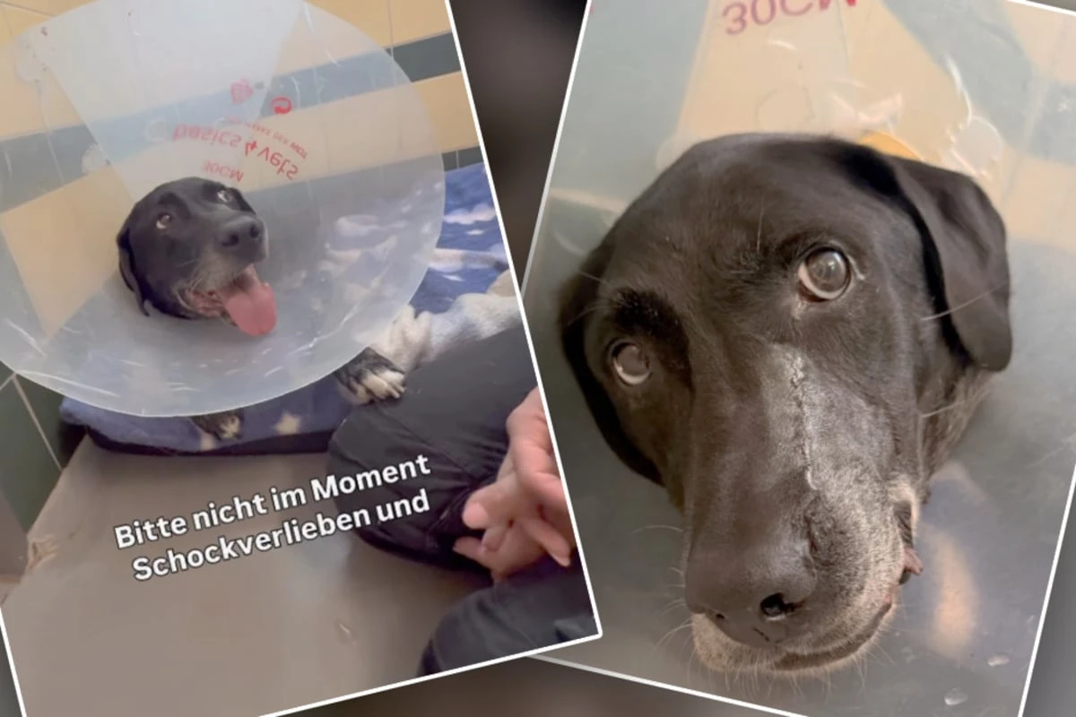 Dramatischer Notfall in der Nacht: Plötzlich kämpft Hündin Leyla ums Überleben