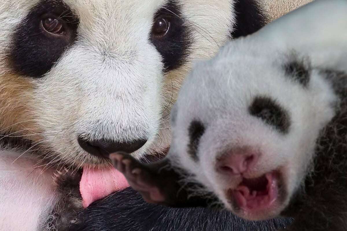 Panda-Babys tapsen ab diesem Tag live vor die Augen der Zoo-Besucher