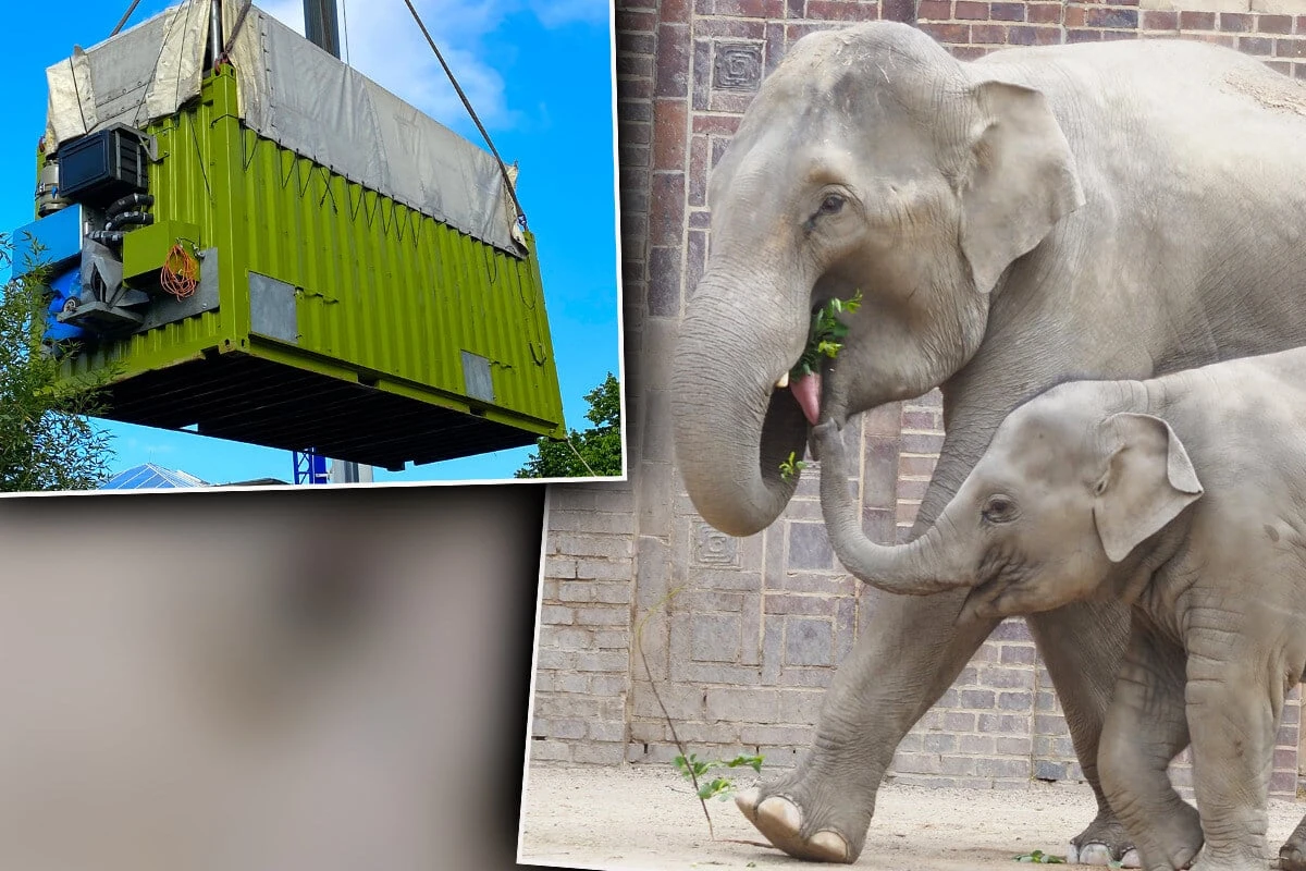 Trauriger Abschied: Zoo Leipzig hat jetzt zwei Elefanten weniger