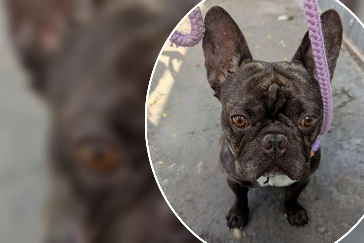 Niemand fragte nach Bulldogge Bruno, jetzt sucht der kleine Kerl ein Zuhause