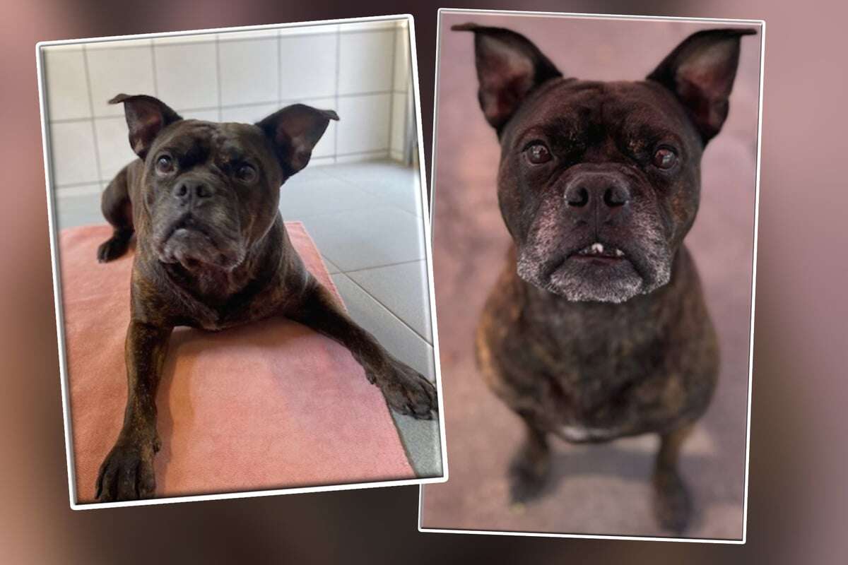 Kein einfacher Fall: Bulldoggen-Mischling Batman wartet sehnsüchtig auf eine Chance