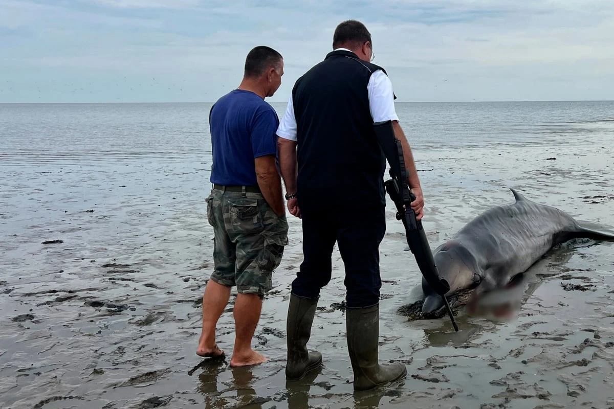 Wal an Nordseeküste gestrandet: Jäger erschießt das 