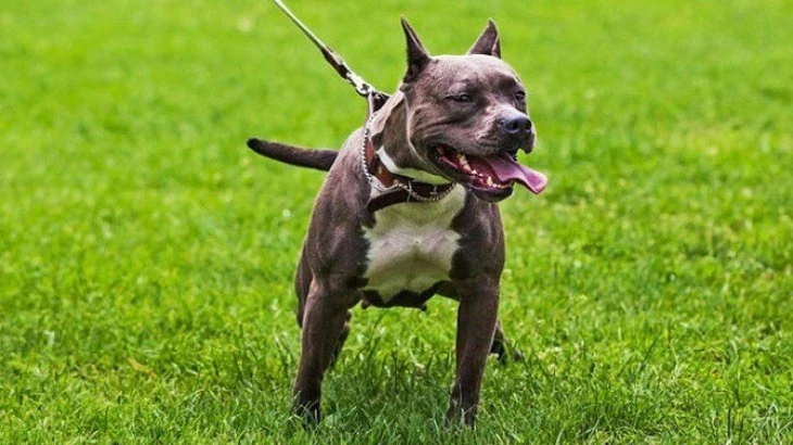 Cử tri TP.HCM kiến nghị xử mạnh tay việc nuôi chó Pitbull, Bộ Nông nghiệp nói gì?