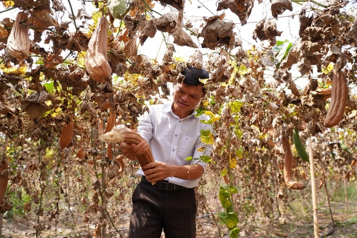 Xơ mướp đi... Tây giá cao không tưởng