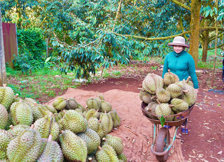 Hiệp hội Rau quả thông tin khẩn cấp, phản đối mạnh mẽ giả mạo mã số vùng trồng sầu riêng