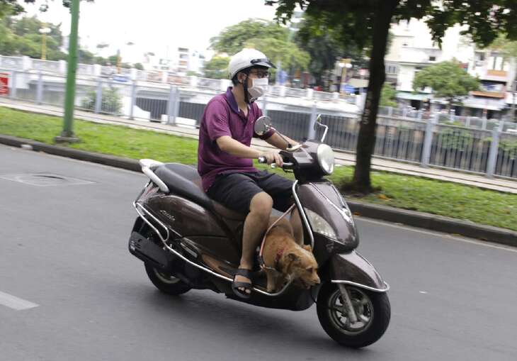 Đi xe máy chở 'thú cưng', tài xế có thể bị phạt tới 14 triệu đồng