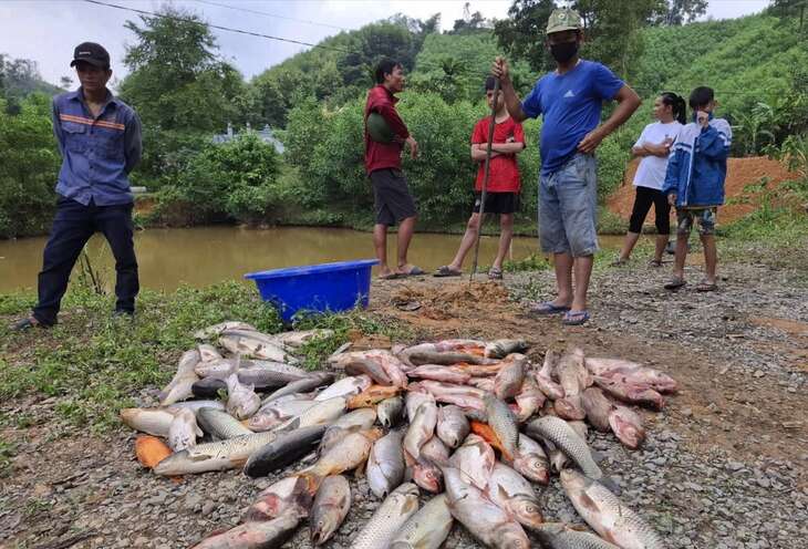 Mua thuốc độc diệt cả ao cá nhà hàng xóm