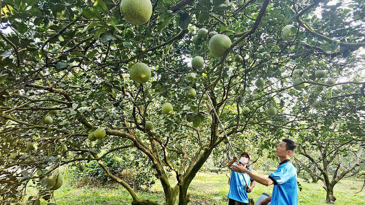 'Hồi hộp' với trái cây mùa Tết