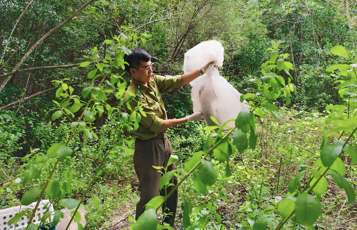 Thả 5 con khỉ đuôi dài về lại rừng phòng hộ Cần Giờ