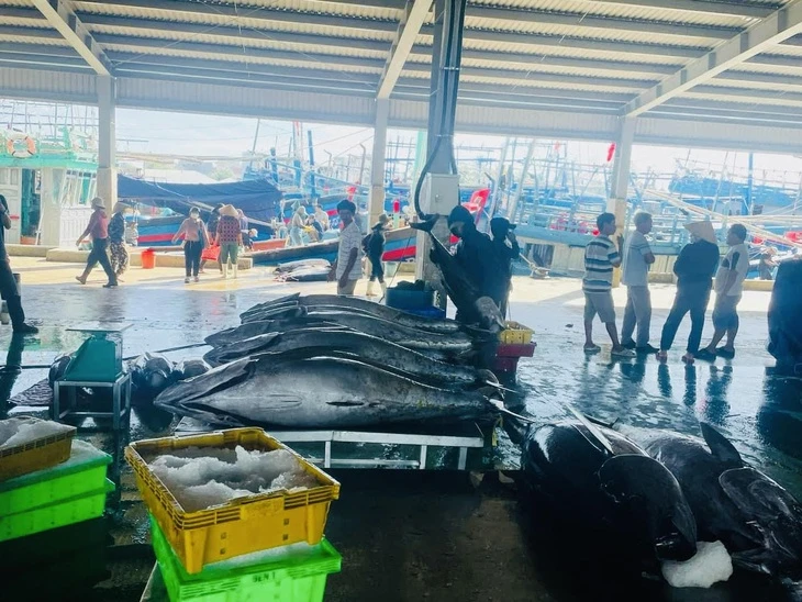 Ngư dân nói 'vướng' kích thước tối thiểu khi đánh bắt cá ngừ, Bộ Nông nghiệp nói gì?