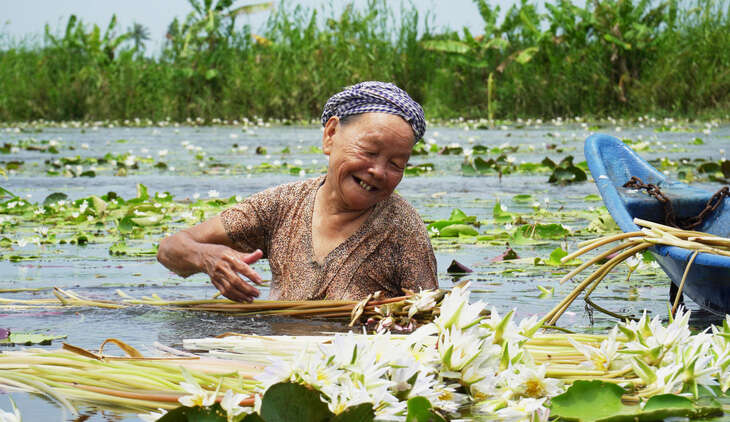 Về Cà Mau mùa nước ngập đồng hái bông súng ma