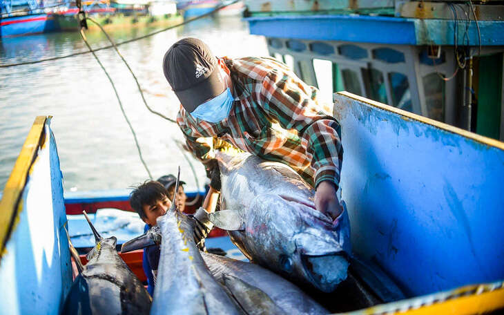 Chưa thể làm chợ đấu giá thủy sản do... đầu nậu