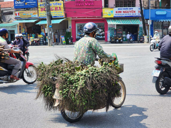 Từ chỗ bán cau mua vàng, nhiều người trồng cau bắt đầu lo sẽ 'vàng mặt'