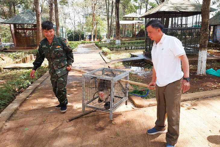 Đưa rùa, khỉ, trăn quý từ công viên về rừng tự nhiên