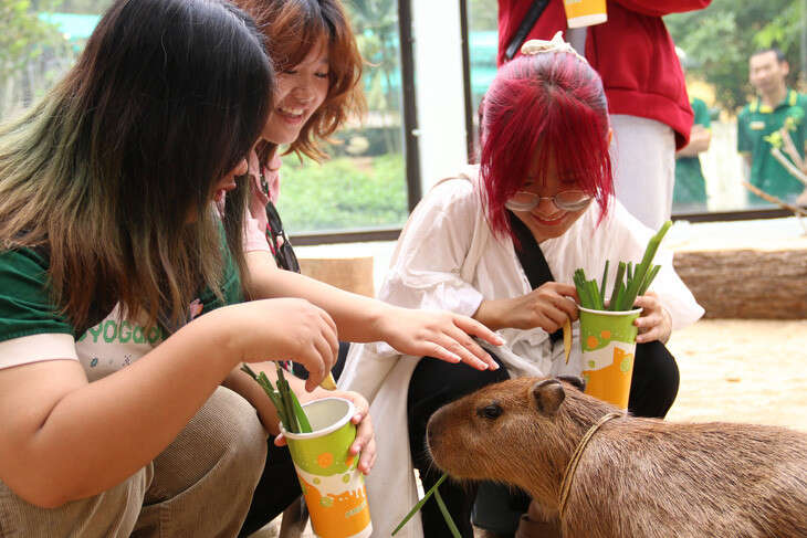 'Giao lưu' với gia đình 'ngoại giao' capybara tại Thảo cầm viên