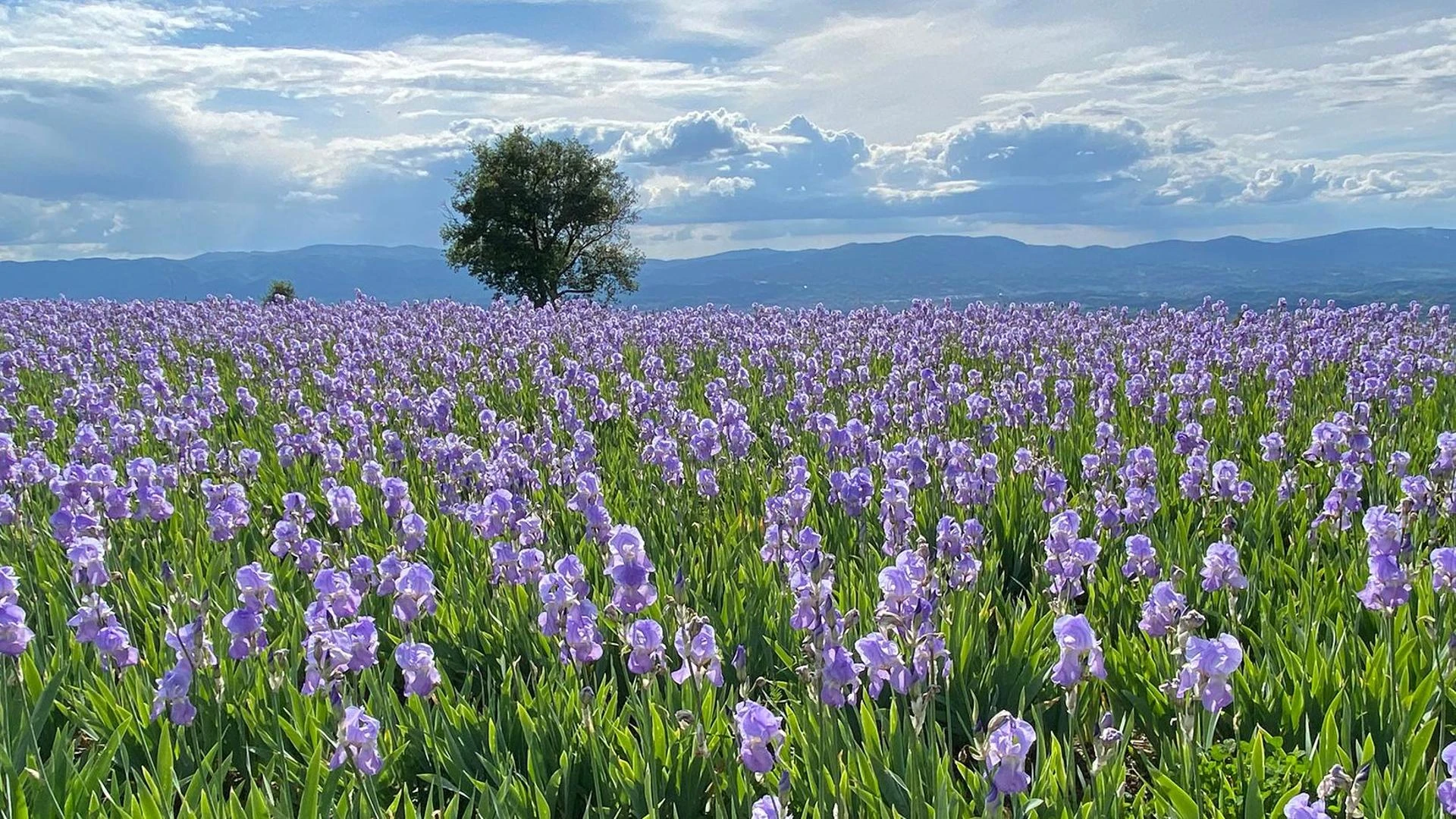 Magie del Valdarno Superiore: i tocchi impressionisti dell’Angelico, i viola del Giaggiolo, i grigi di Gropina e l'ambra delle Balze