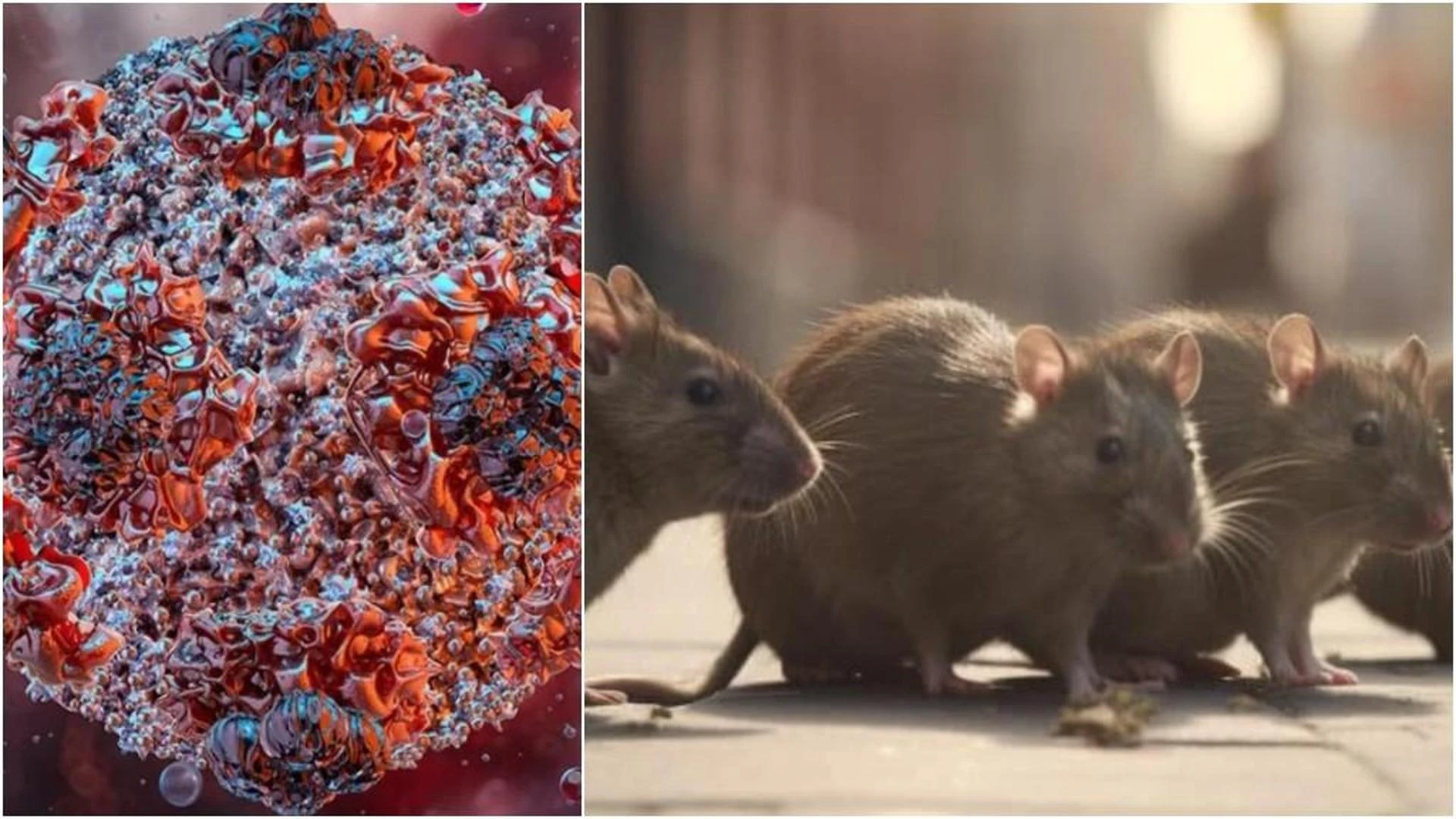 Hantavirus, che cos'è la malattia trasmessa dai topi: come si contrae e quali sono i sintomi