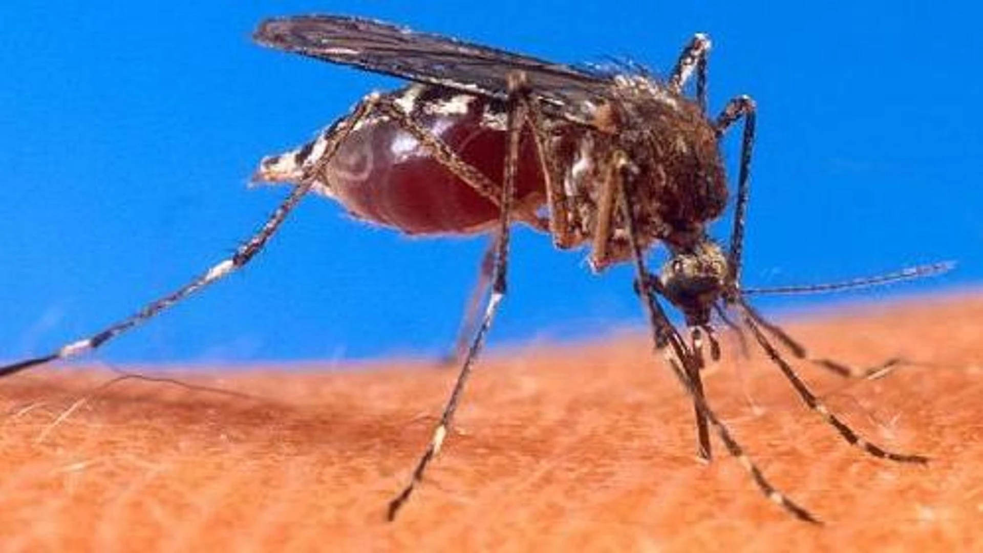 Malaria e papilloma, i vaccini salvano l’Africa