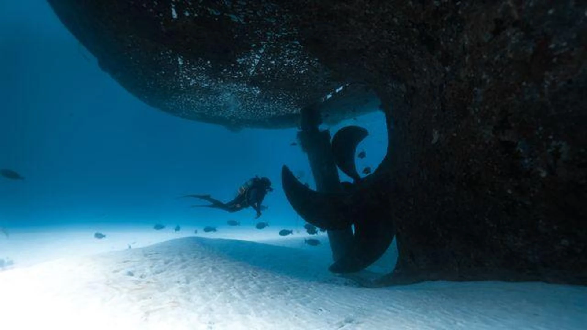 Maldive, una nuova barriera corallina grazie a una nave affondata