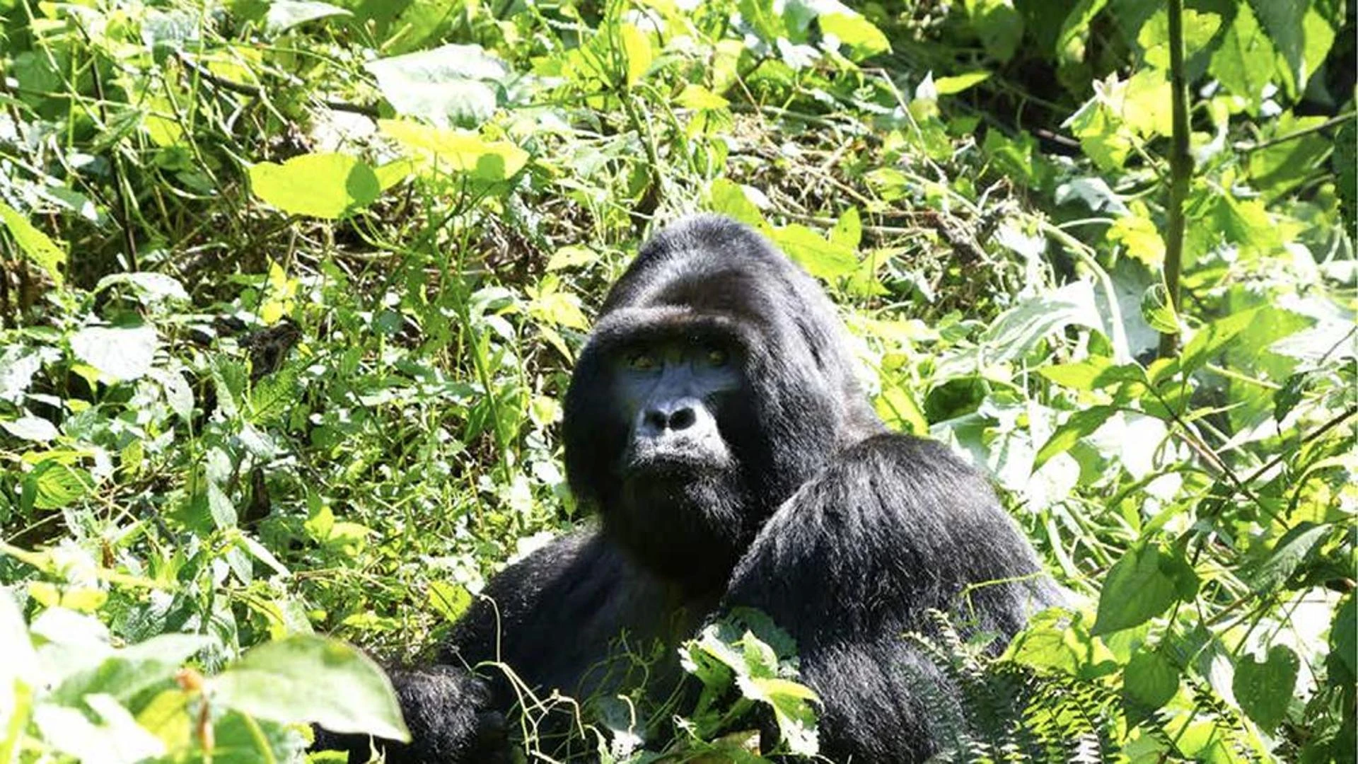 In cerca di “Gorillai” nel V secolo avanti Cristo