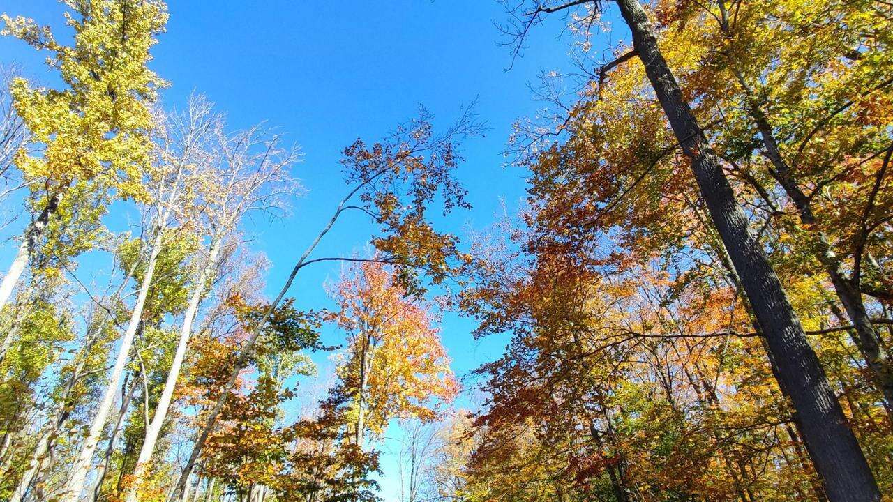 Viaggio nel cuore delle foreste della Pennsylvania e nell’arte di Nakashima