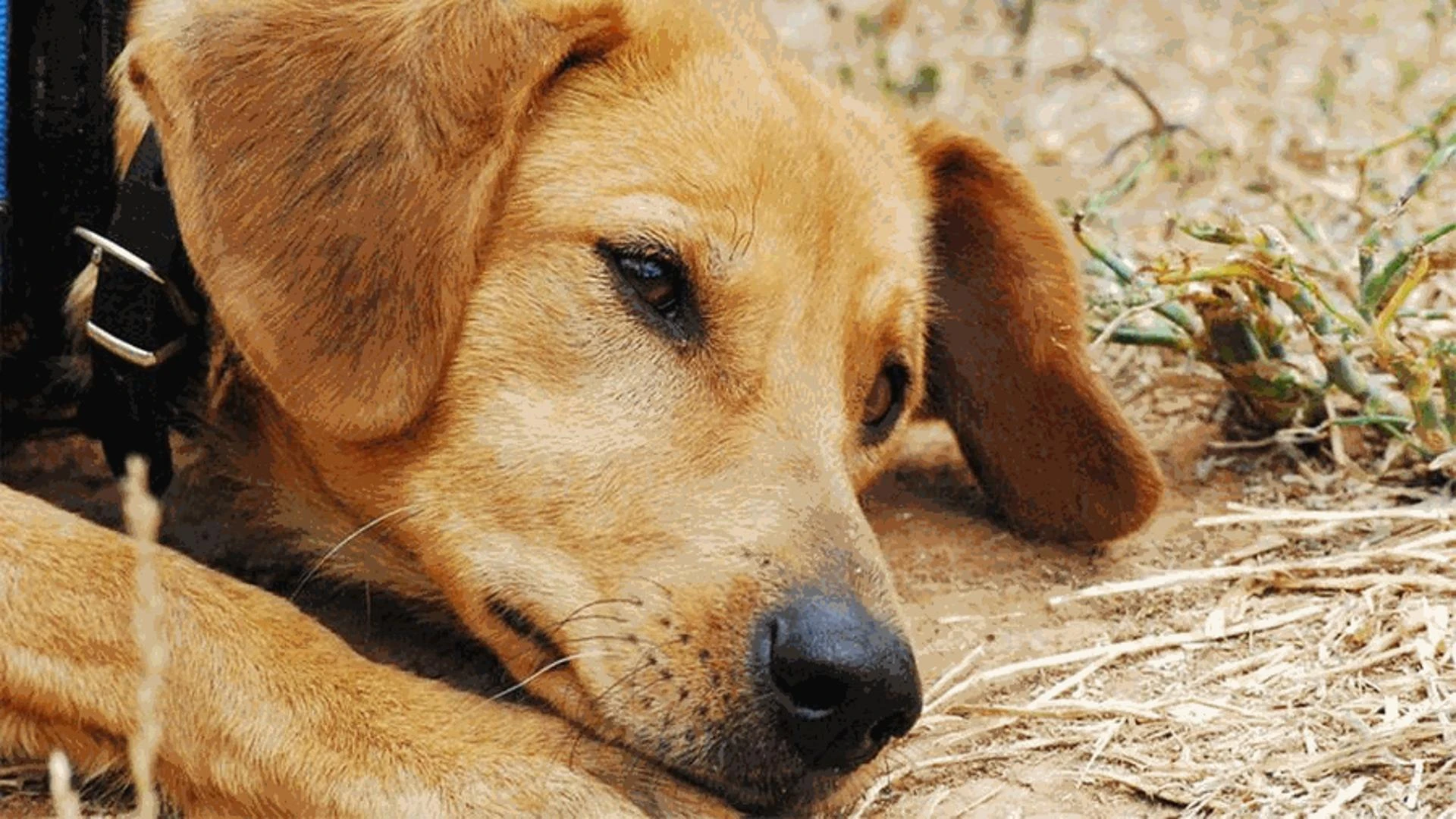 Aveva massacrato il cane di un palestinese: arrestato il colono israeliano di 16 anni